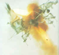 LLTV 03.jpg (43387 octets)