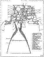 titan 2 2nd stage engine.gif (31865 octets)